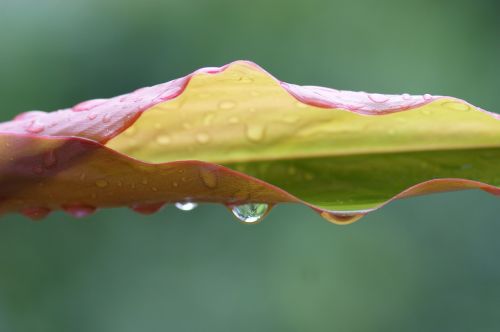 nature water rain