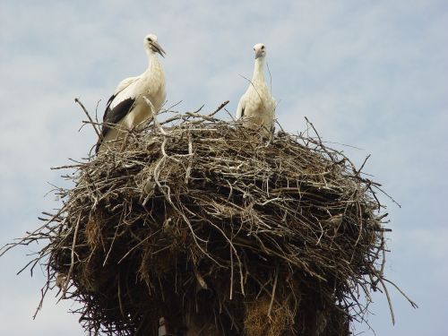 nature jack birds