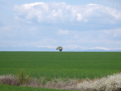 nature spring tree