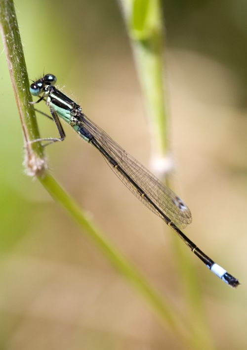 dragonfly insect nature