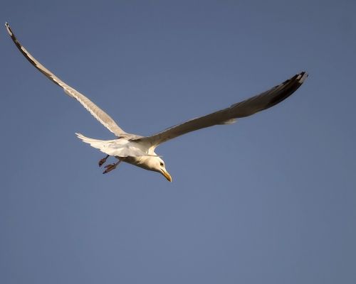 nature seagull gull