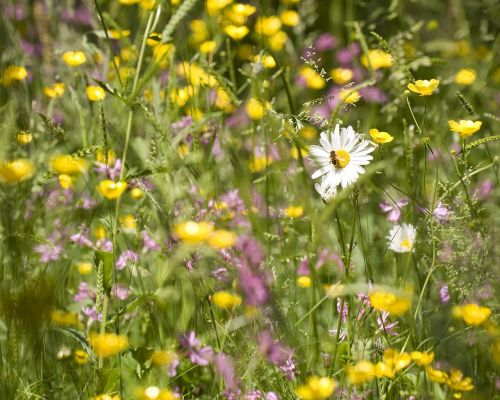 nature meadow fly