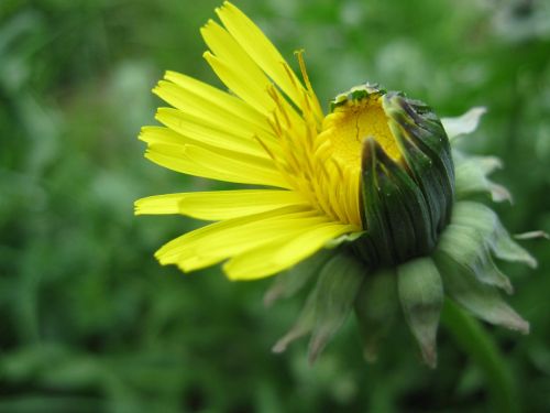 dandelion nature spring