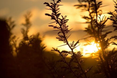 nature plants dawn