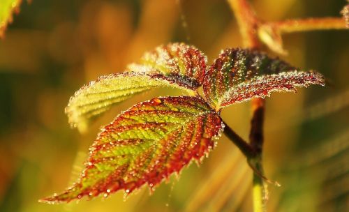 nature plant leaf