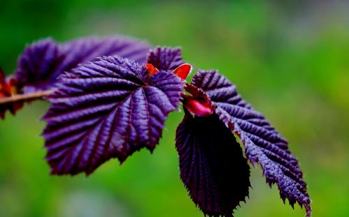 nature plant leaf