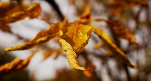 nature sprig leaf