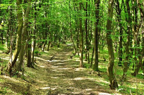 nature forest trees