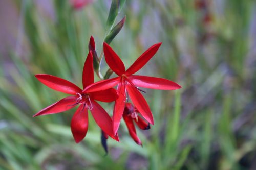 nature flower reeds