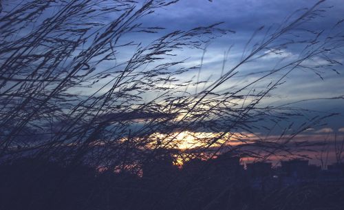 nature light plants