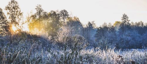 nature winter morning