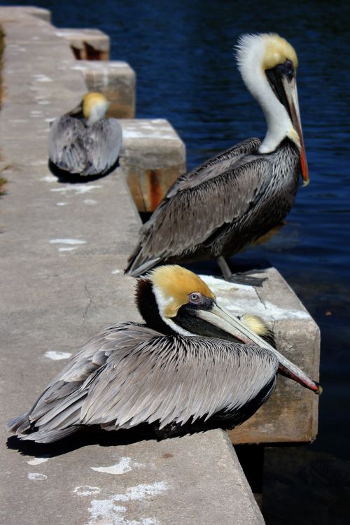 nature bird pelican