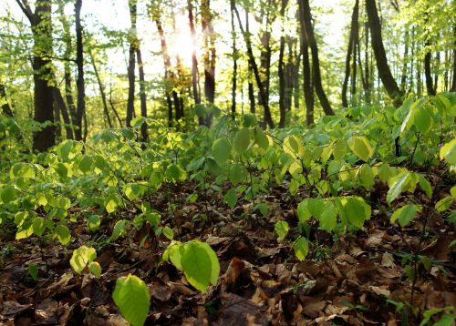 nature forest landscape