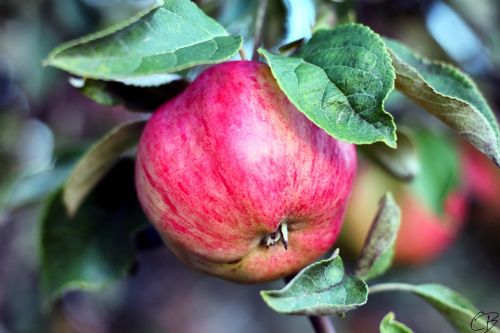 nature apple healthy