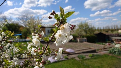 allotment garden nature