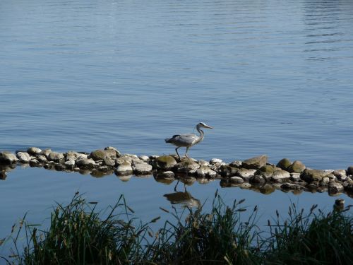 heron nature pond