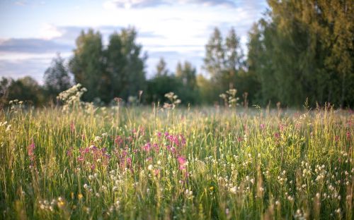 nature grass flowers field