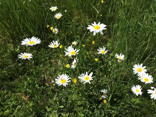 daisies nature alpine