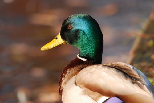 nature bird duck