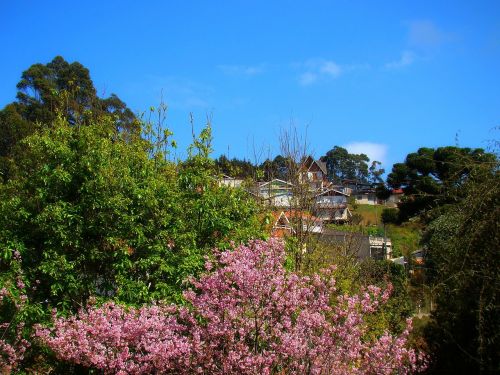 nature trees pink flowers