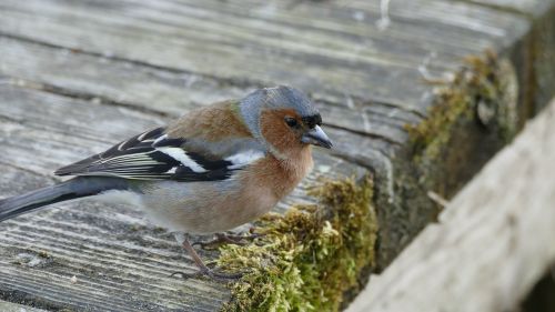 nature animal bird