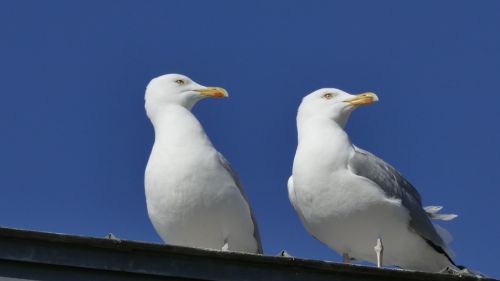 nature animals bird