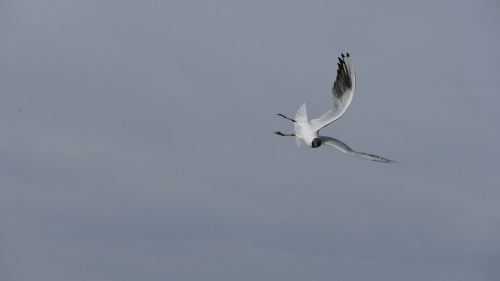 nature animals bird