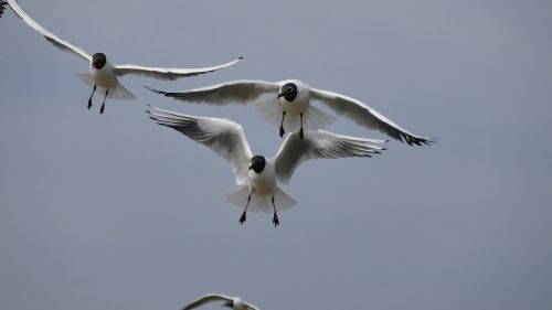 nature animals bird