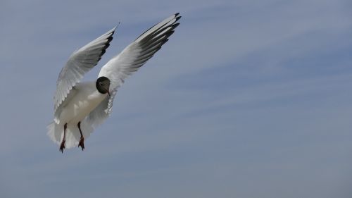 nature animals bird