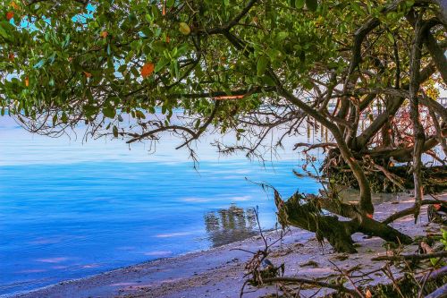 nature landscape beach