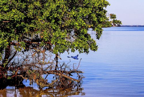 nature landscape beach