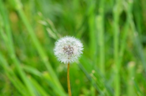 nature dandelion weed