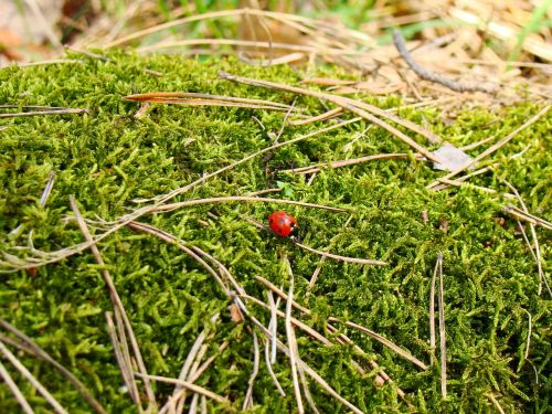 nature beetle insect