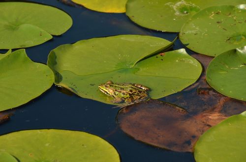 nature water plant