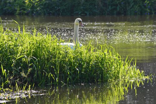 nature swan water