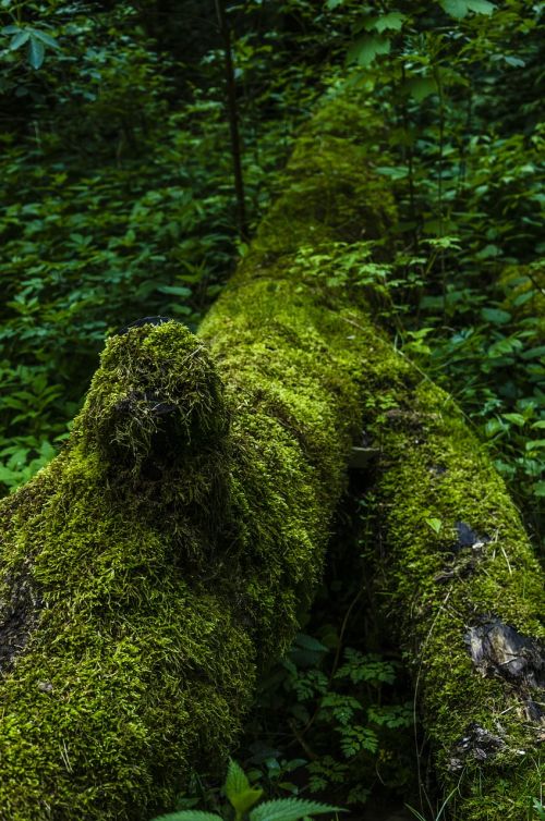 moss nature forest