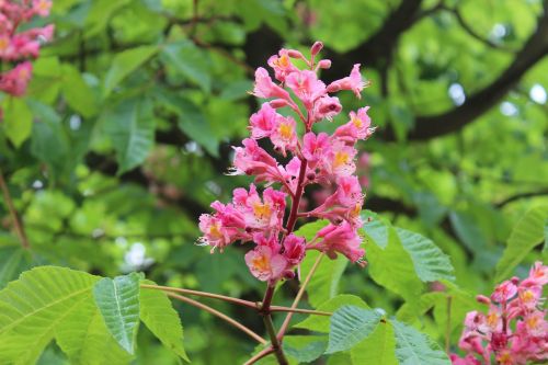 nature blossom bloom