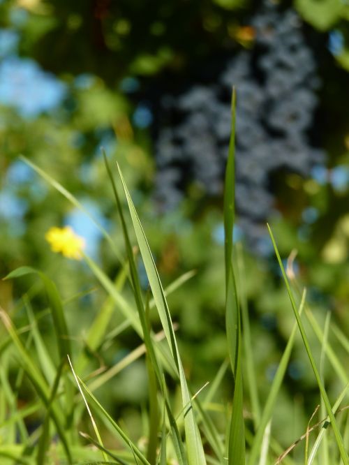 nature grass prairie