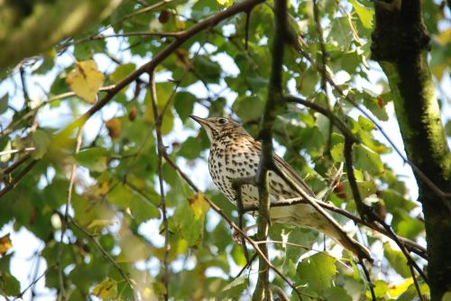 nature bird thrush