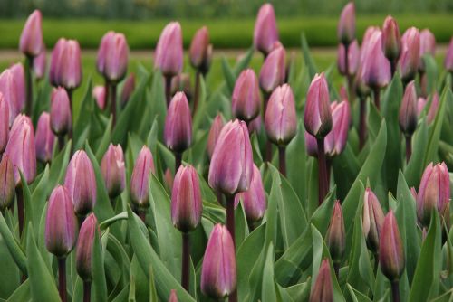 nature flower tulip
