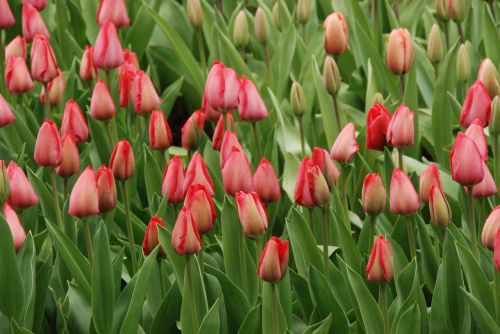 nature flower tulip