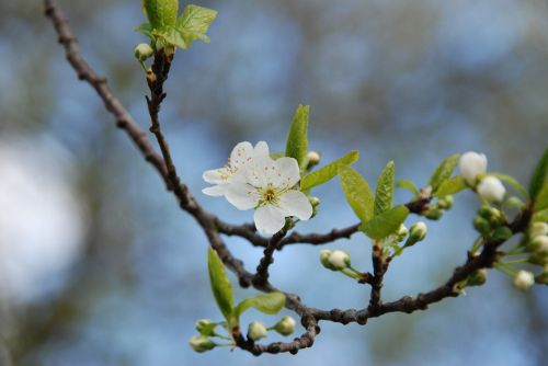 nature branch spring