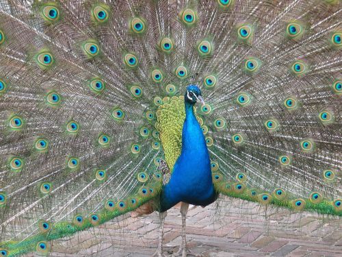 nature bird peacock