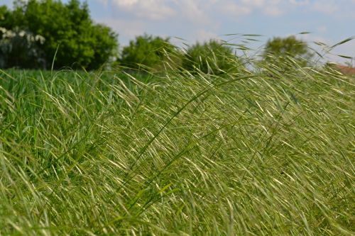 nature green grasses