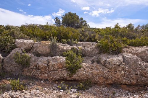 beach alcocebre spain nature plants