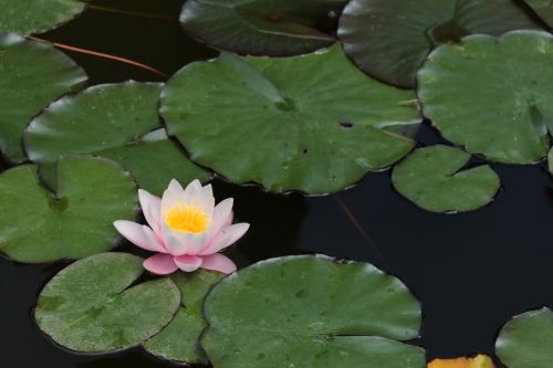 nature flower pond