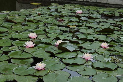 nature flower pond
