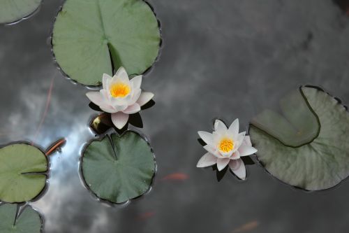 nature flower pond