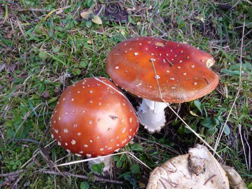 nature mushroom toxic