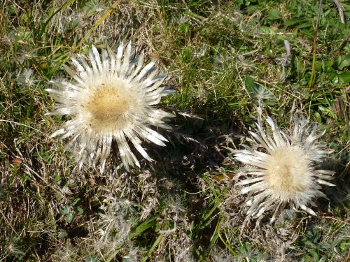 nature thistles wild flower